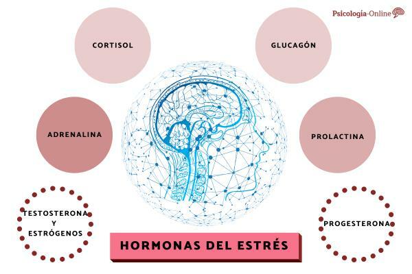 Stress hormones: what they are and their characteristics