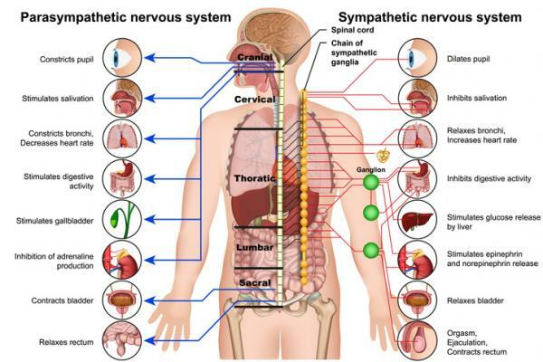 Autonómny nervový systém: čo to je, časti, funkcie a vlastnosti - Funkcie autonómneho nervového systému