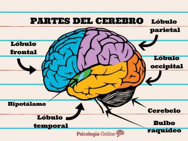 Sistemul nervos central: funcții și părți