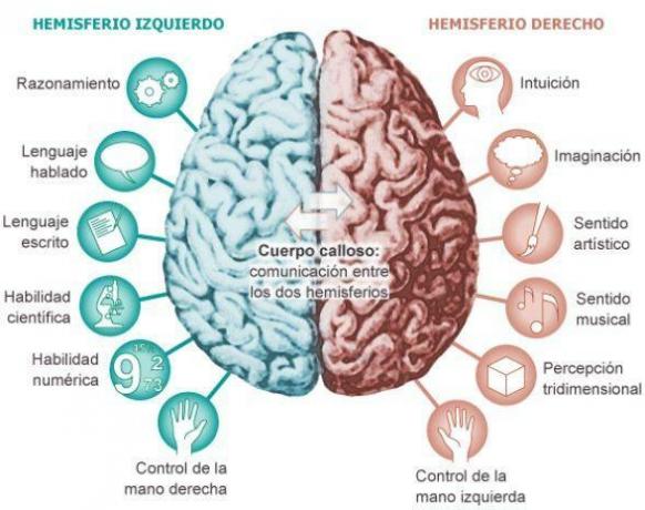 Cerebral cortex: funksjoner og deler - Cerebral halvkuler 