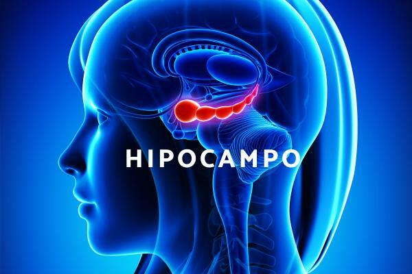 What is the HIPOCAMPO and what is its FUNCTION?