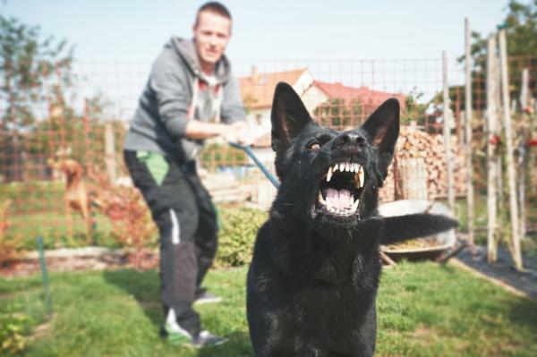 Cynophobie (peur des chiens): qu'est-ce que c'est, causes, symptômes et traitement