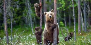 Какво означава да сънуваш мечки