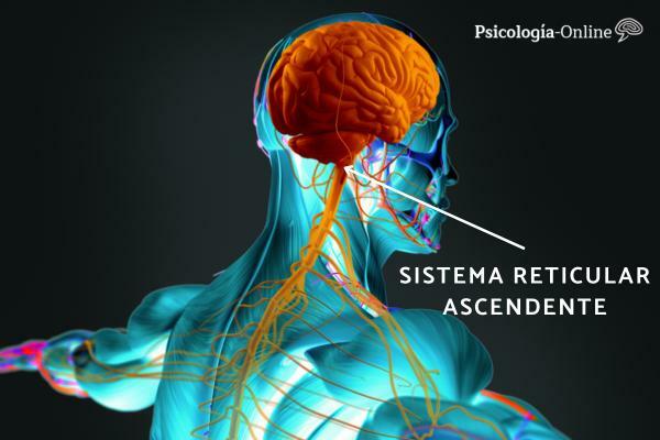 Stigende retikulært system: hva det er, deler, funksjoner og hvordan du aktiverer det