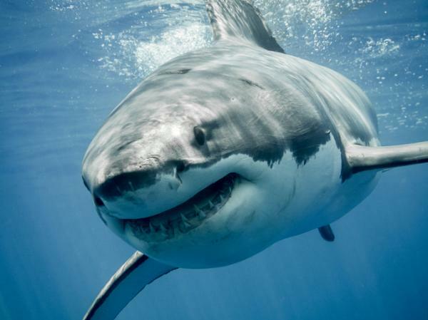 What does it mean to dream about sharks - Meaning of dreaming about white sharks