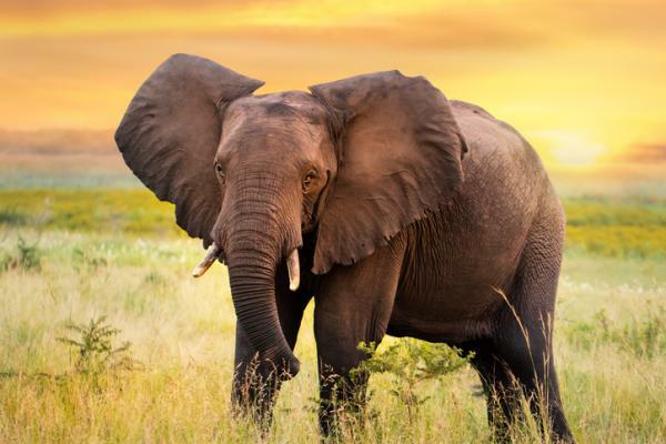 Vad betyder det att drömma om elefanter - Betydelsen av att drömma om stora elefanter