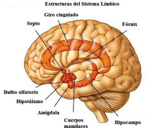 „Emoční“ nervový systém - limbický systém