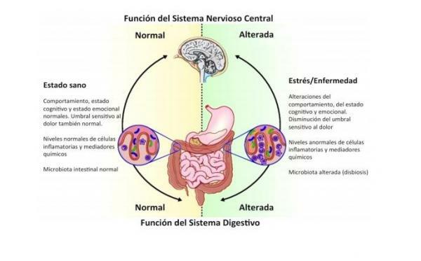 الجهاز العصبي المعوي ووظائفه - ما هو الجهاز العصبي المعوي: الدماغ الثاني