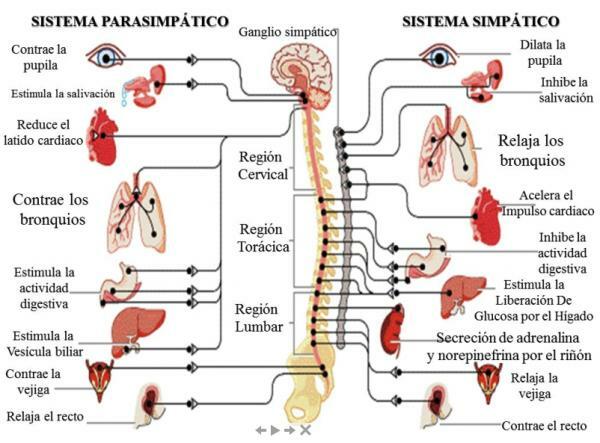 The 'emotional' nervous system - The autonomic nervous system