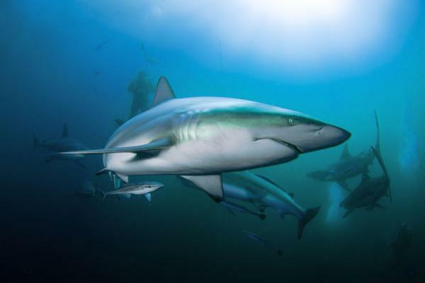 Какво означава да сънуваш акули