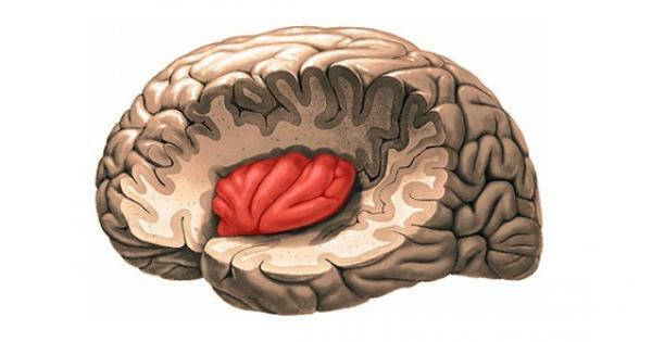 Cerebrale insula: wat het is, locatie, onderdelen en functies