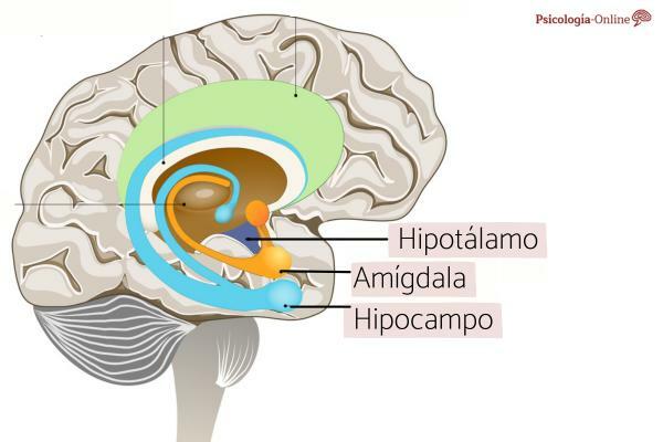 Cerebral mandel: hva det er, plassering, deler og funksjoner