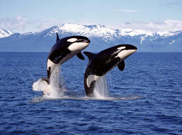 Co to znamená snít o velrybách - Význam snít o kosatkách