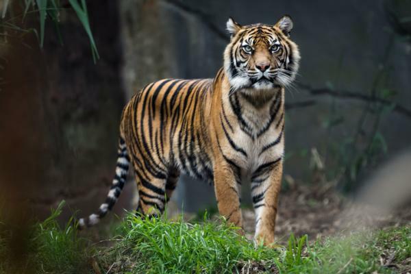 What does it mean to dream about tigers - What does it mean to dream about bengal tigers