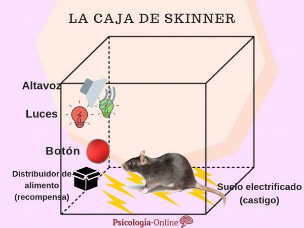 B.F.-teoria Skinner: Behaviorismi ja operanttien hoito - Skinner's Box 