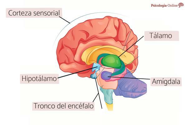 אמיגדלה מוחית: מהי, מיקום, חלקים ותפקודים - מהי האמיגדלה המוחית