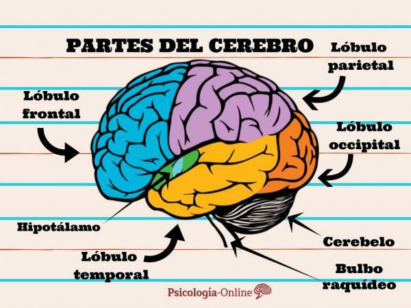 ส่วนของสมองและหน้าที่ของมัน