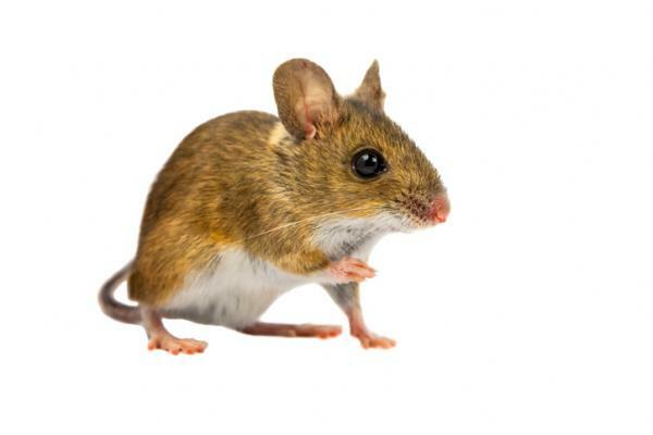 מה הפירוש של לחלום על עכברים