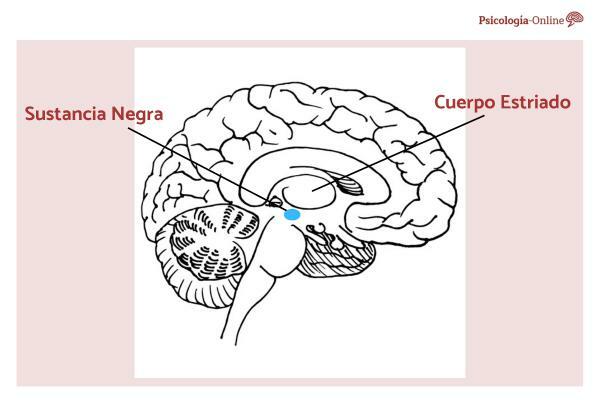 Mikä on aivojen MUSTA AINE ja mikä on sen toiminta?