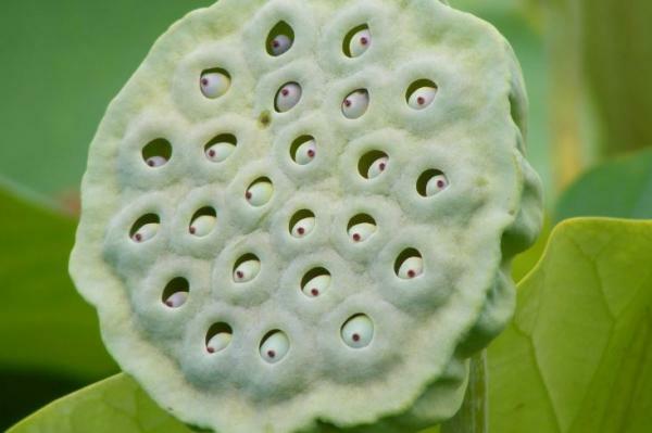 Causes and symptoms of trypophobia in humans