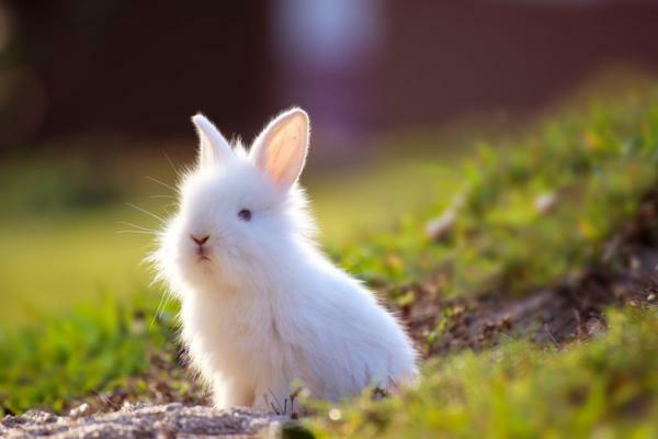 Vad betyder det att drömma om kaniner