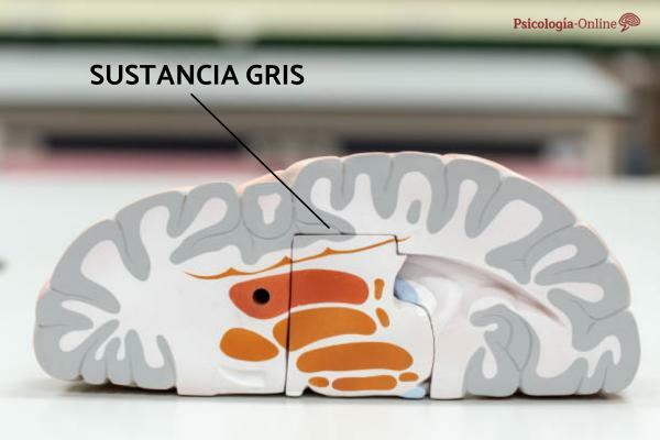 Hjernens grå stof: hvad det er: placering, funktioner og hvordan man øger det