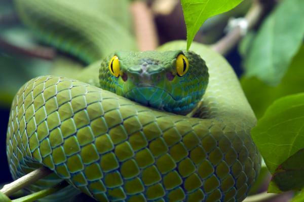 Herpetofobie (angst voor reptielen en amfibieën): wat is het, oorzaken, symptomen en behandeling?