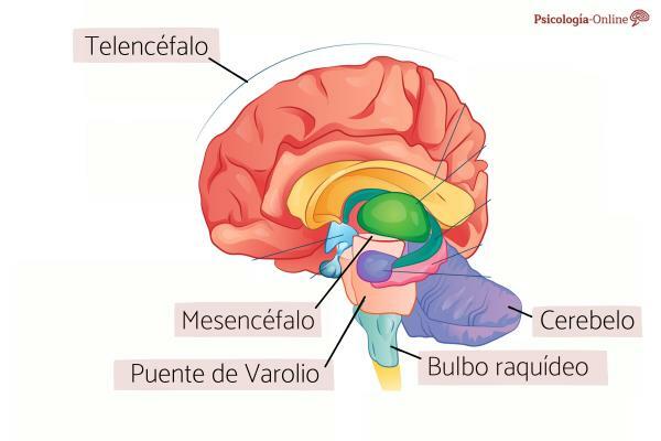 Telencephalon: what it is, parts and functions