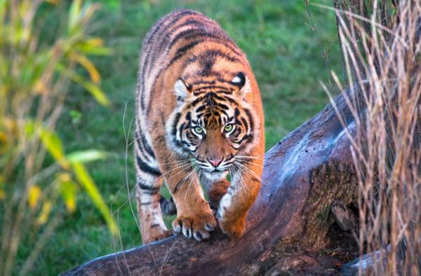 Was bedeutet es, von Tigern zu träumen - Was bedeutet es, von Tigern zu träumen, die dich angreifen?
