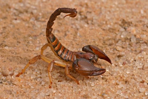 Ce înseamnă să visezi la scorpioni - Ce înseamnă să visezi la scorpioni roșii