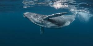 מה הפירוש של לחלום על לווייתנים