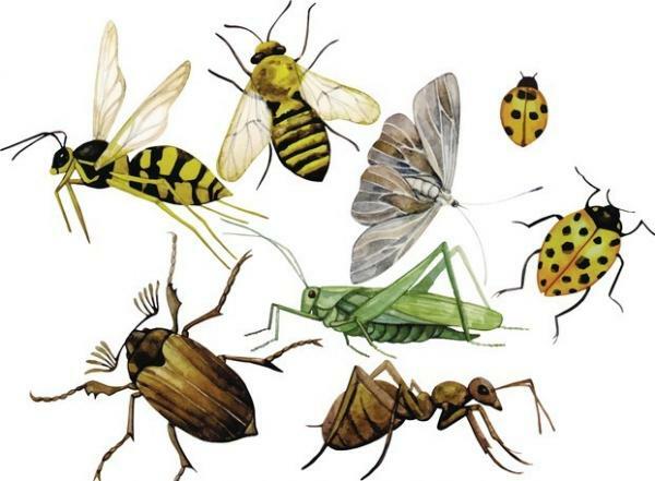Fear of insects: what is it, causes and how to overcome it