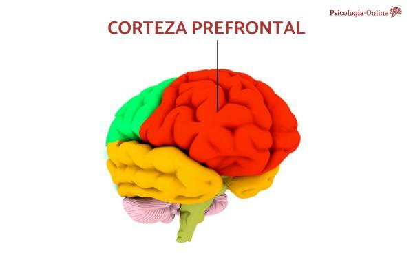 Prefrontal cortex: vad är det och vilka funktioner gör det